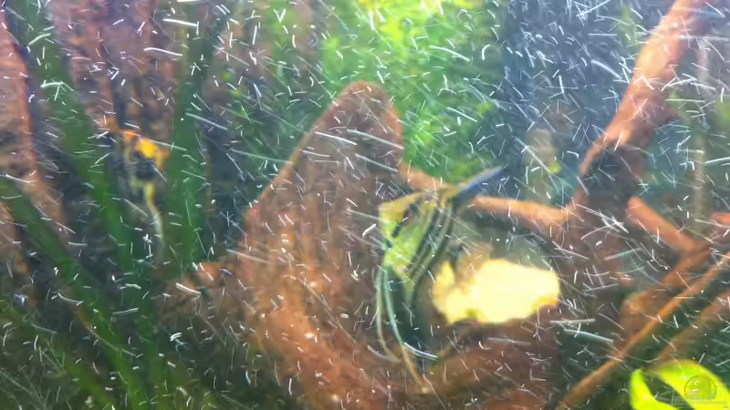 Besatz im Aquarium Juwel Trigon 350 von Matze M. (26)