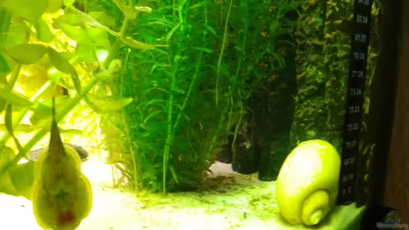 Besatz im Aquarium Juwel Trigon 350 von Matze M. (27)