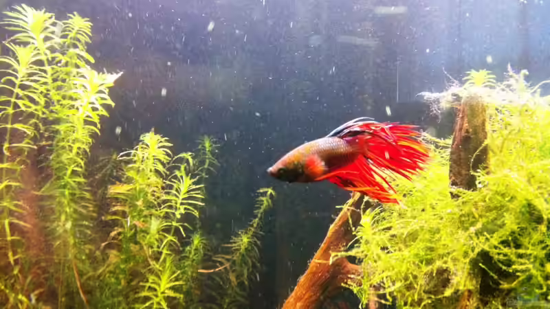 Besatz im Aquarium Juwel Trigon 350 von Matze M. (29)