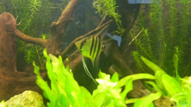 Besatz im Aquarium Juwel Trigon 350 von Matze M. (32)