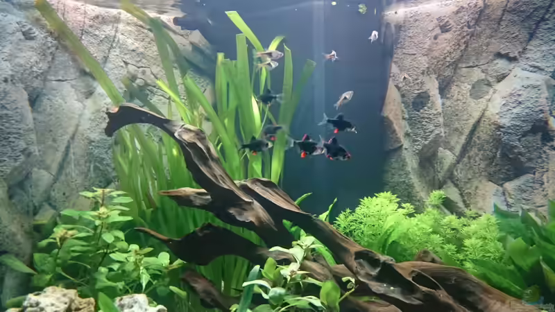 Besatz im Aquarium Juwel Trigon 350 Wohnzimmer von Chris de Bird (11)
