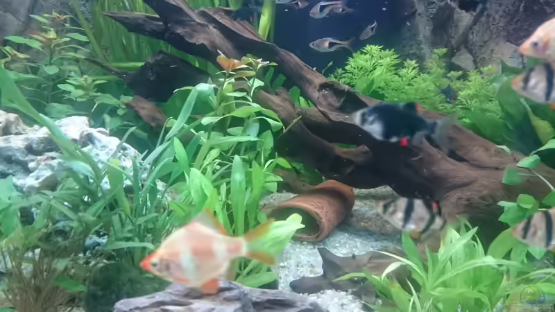Besatz im Aquarium Juwel Trigon 350 Wohnzimmer von Chris de Bird (12)