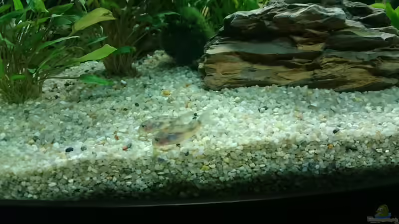 Besatz im Aquarium Juwel Trigon 350 Wohnzimmer von Chris de Bird (13)