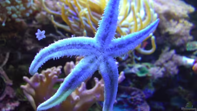 Besatz im Aquarium Juwel Trigon mit Panoramascheibe von Markus.T (10)