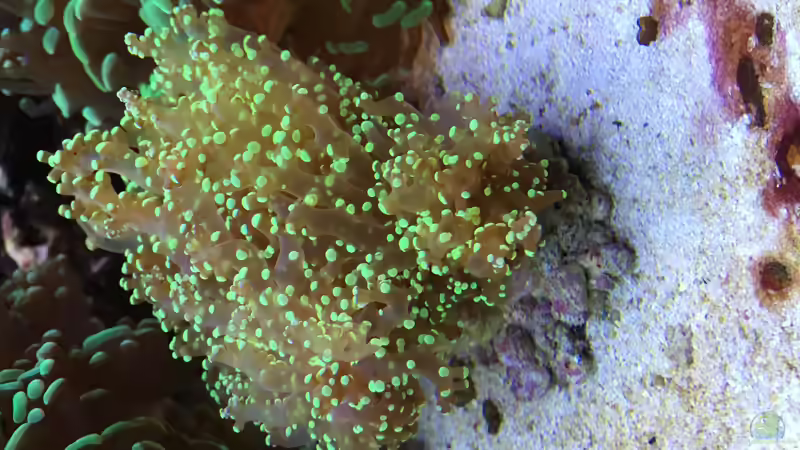 Besatz im Aquarium Juwel Trigon mit Panoramascheibe von Markus.T (12)
