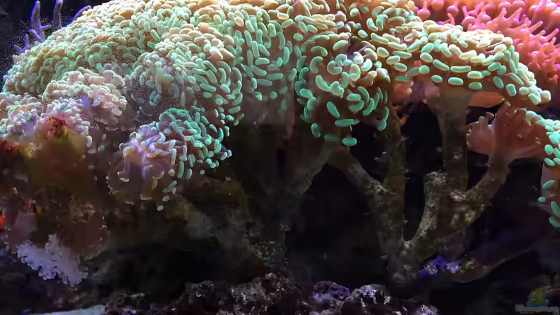 Besatz im Aquarium Juwel Trigon mit Panoramascheibe von Markus.T (13)