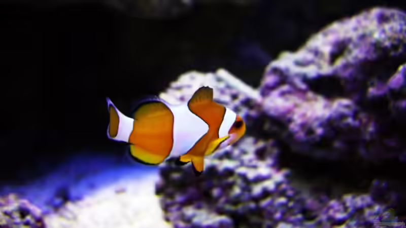 Besatz im Aquarium Juwel Trigon mit Panoramascheibe von Markus.T (8)