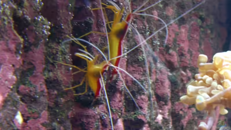 Besatz im Aquarium Juwel Trigon mit Panoramascheibe von Markus.T (9)