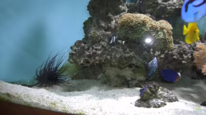 Besatz im Aquarium Juwel Trigon von Nelson Mira (6)