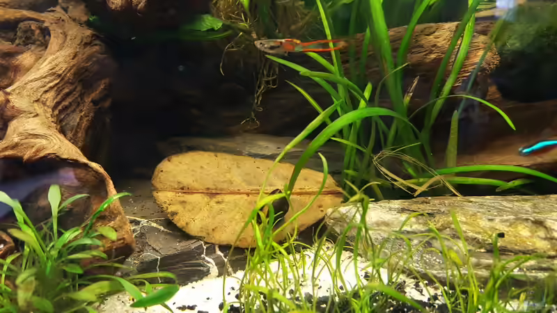 Besatz im Aquarium Juwel Vision 180 Southamerica Fever von painless Tdb-music (19)