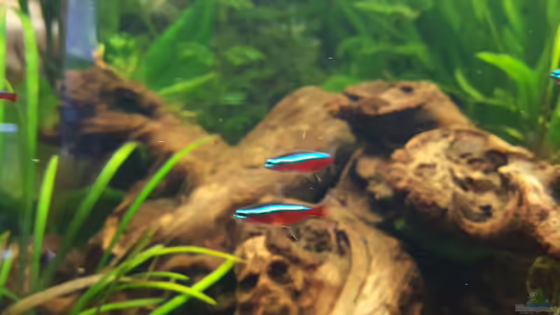 Besatz im Aquarium Juwel Vision 180 Southamerica Fever von painless Tdb-music (20)