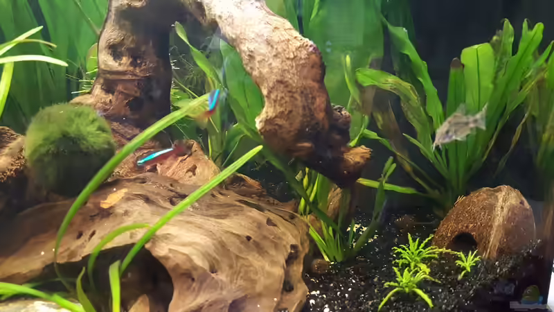 Besatz im Aquarium Juwel Vision 180 Southamerica Fever von painless Tdb-music (21)