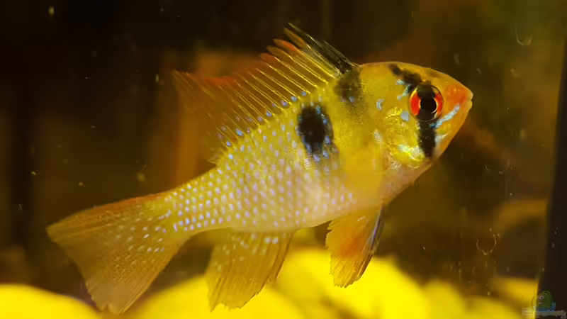 Besatz im Aquarium Juwel Vision 180 Southamerica Fever von painless Tdb-music (25)