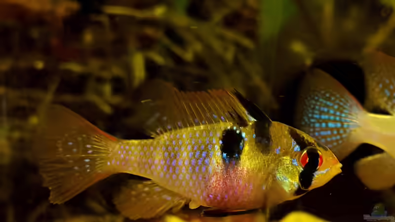 Besatz im Aquarium Juwel Vision 180 Southamerica Fever von painless Tdb-music (26)