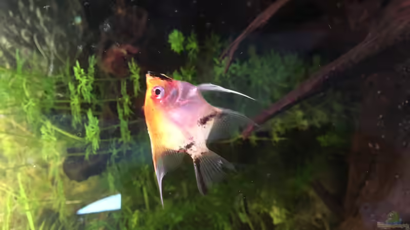 Besatz im Aquarium Juwel Vision 180 von Phillatoros (11)