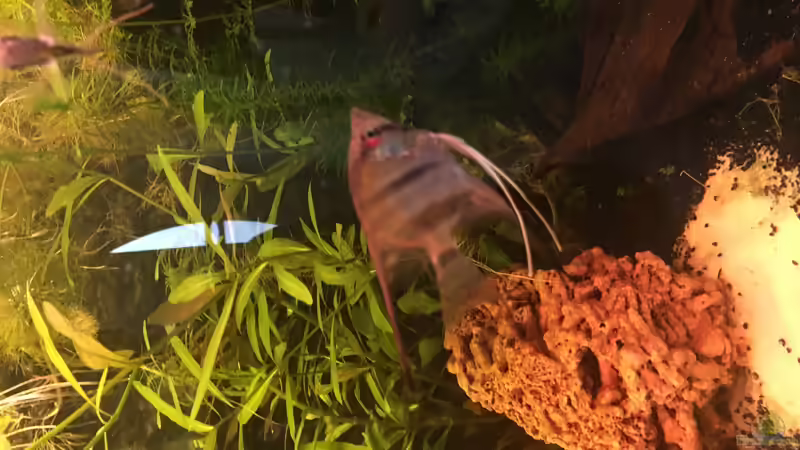 Besatz im Aquarium Juwel Vision 180 von Phillatoros (13)