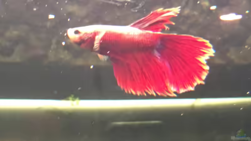 Besatz im Aquarium Juwel Vision 180 von Phillatoros (14)