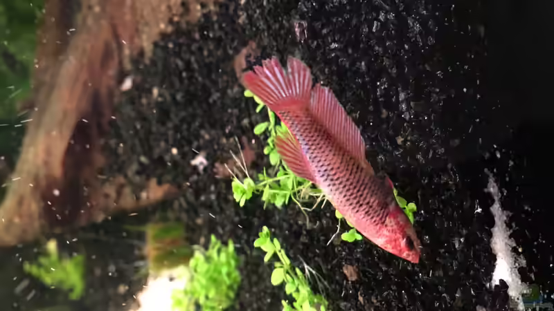 Besatz im Aquarium Juwel Vision 180 von Phillatoros (15)