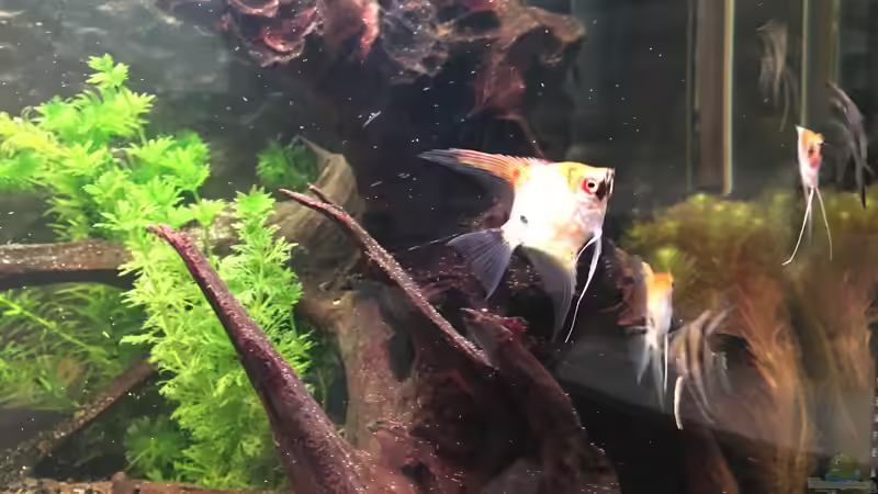 Besatz im Aquarium Juwel Vision 180 von Phillatoros (16)