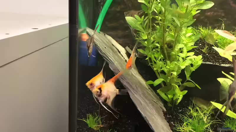 Besatz im Aquarium Juwel Vision 180 von Phillatoros (17)