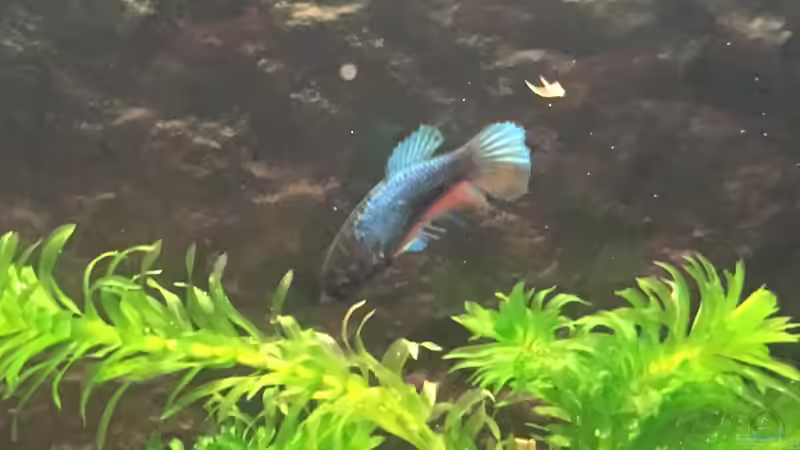 Besatz im Aquarium Juwel Vision 180 von Phillatoros (19)