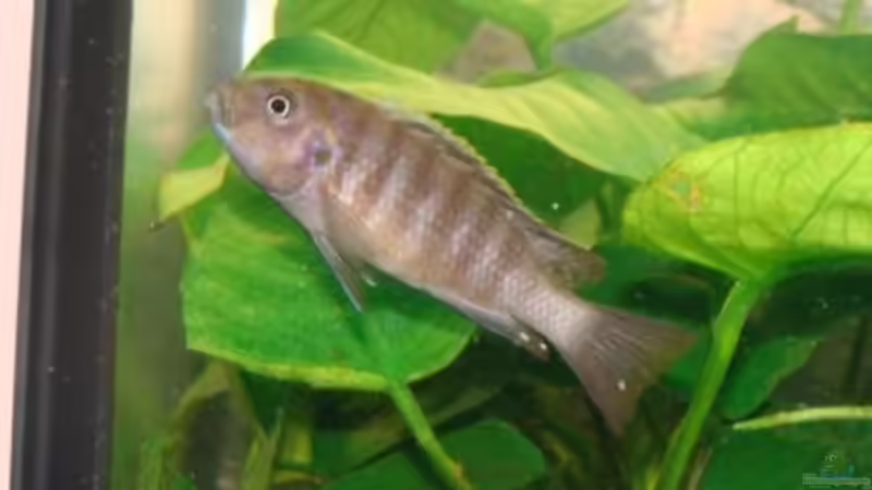 Besatz im Aquarium Juwel Vision 260 von malawi74 (28)