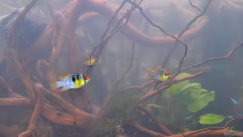 Besatz im Aquarium Juwel Vision 260 von Michaela (8)