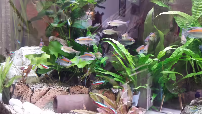 Besatz im Aquarium Juwel Vision 450 Gesellschaftsbecken von Thomas Müller (62)