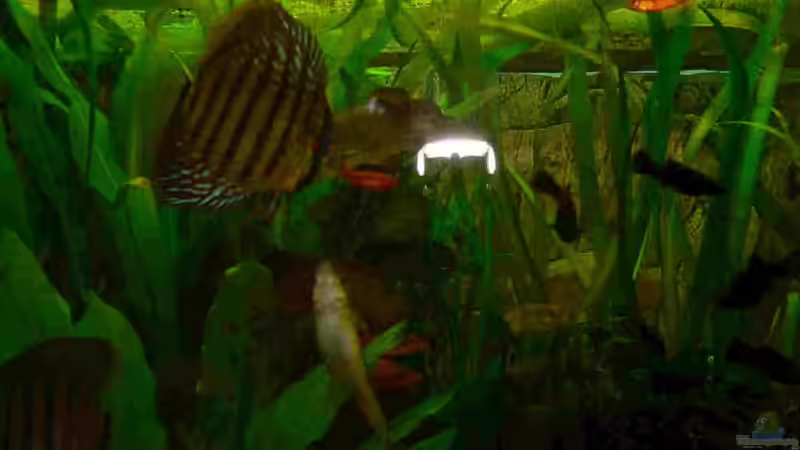 Besatz im Aquarium Juwel Vision 450 von Bastian Tüxen (10)