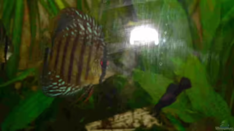 Besatz im Aquarium Juwel Vision 450 von Bastian Tüxen (11)