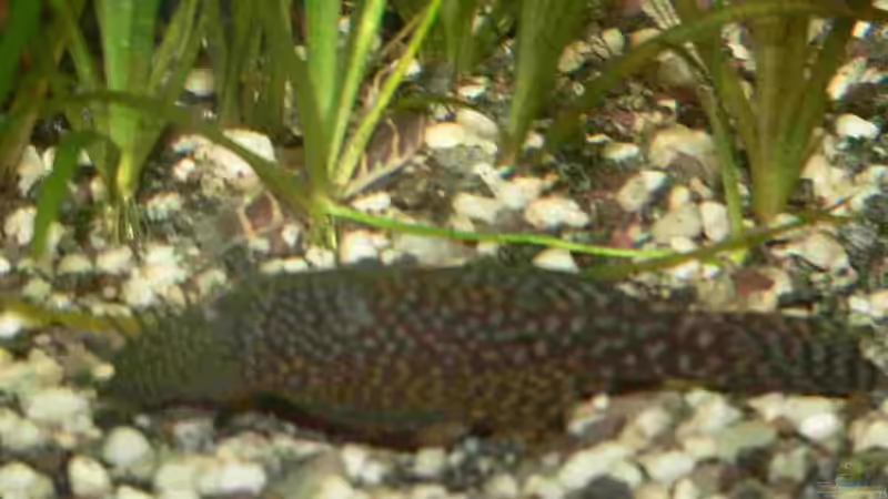 Besatz im Aquarium Juwel Vision 450 von Bastian Tüxen (5)