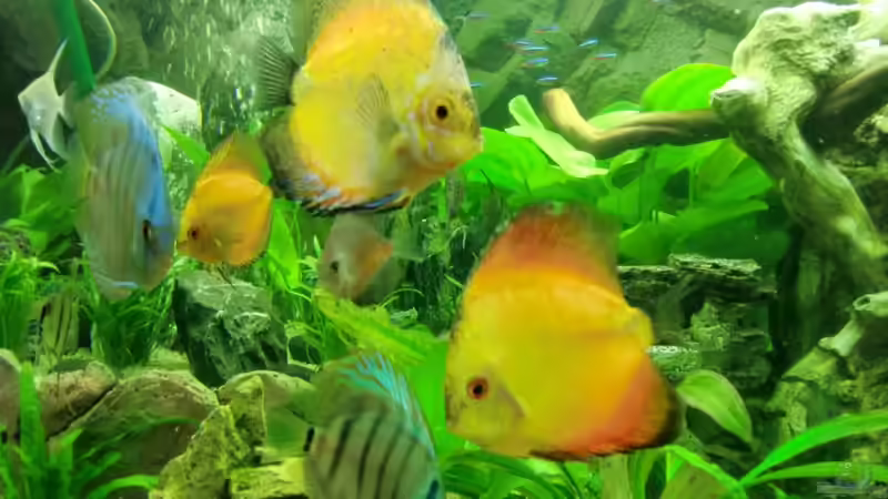 Besatz im Aquarium Juwel Vision 450 von EcoSyS (16)