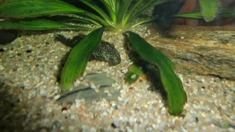 Besatz im Aquarium Juwel Vision 450 von EcoSyS (18)