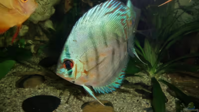 Besatz im Aquarium Juwel Vision 450 von EcoSyS (19)