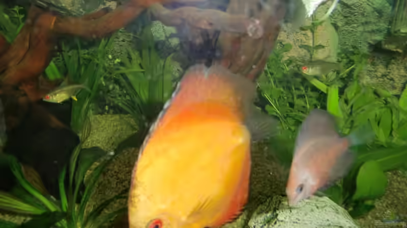 Besatz im Aquarium Juwel Vision 450 von EcoSyS (20)