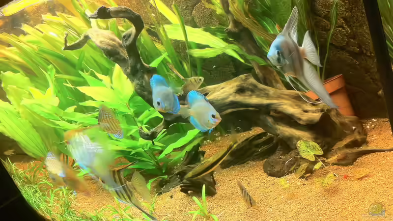 Besatz im Aquarium Juwel Vision 450 von Jan.K (6)