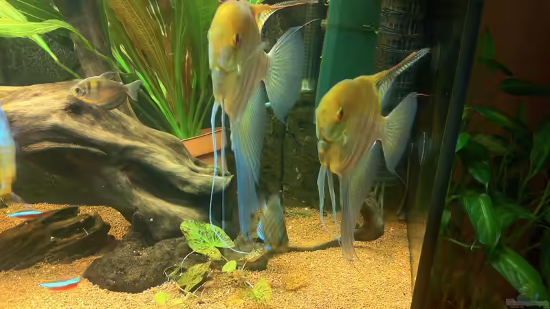 Besatz im Aquarium Juwel Vision 450 von Jan.K (7)