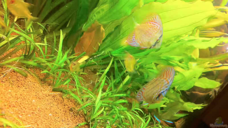 Besatz im Aquarium Juwel Vision 450 von Jan.K (9)