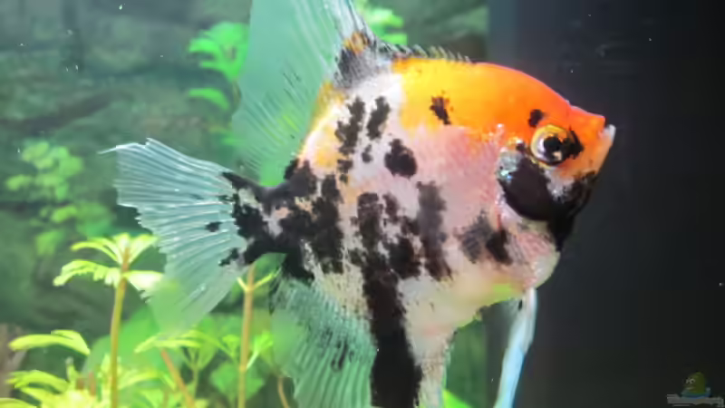 Besatz im Aquarium Juwel Vision 450 von Thomas Dörfel (10)