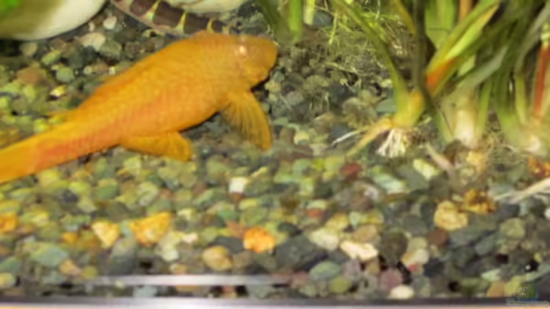 Besatz im Aquarium Juwel Vision 450 von Thomas Dörfel (11)