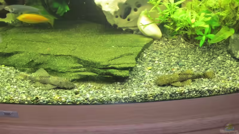 Besatz im Aquarium Juwel Vision 450 von Thomas Dörfel (12)