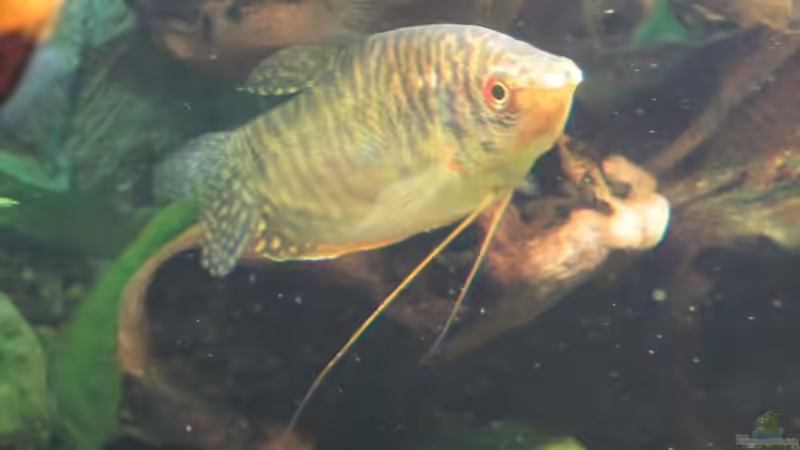 Besatz im Aquarium Juwel Vision 450 von Thomas Dörfel (13)