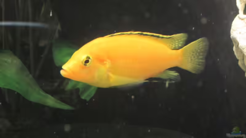 Besatz im Aquarium Juwel Vision 450 von Thomas Dörfel (14)