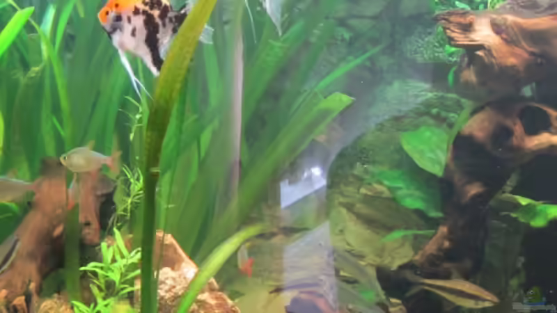 Besatz im Aquarium Juwel Vision 450 von Thomas Dörfel (6)