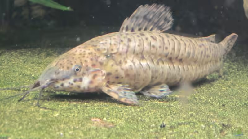 Besatz im Aquarium Juwel Vision 450 von Thomas Dörfel (7)