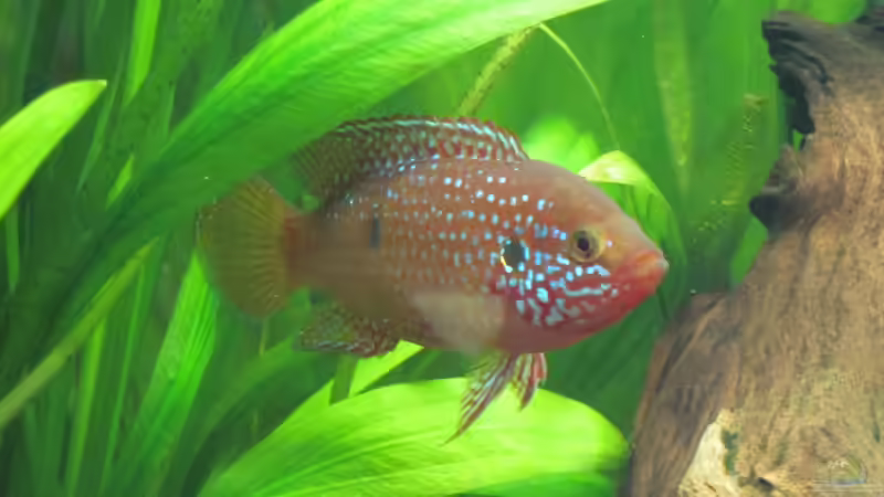 Besatz im Aquarium Juwel Vision 450 von Thomas Dörfel (8)