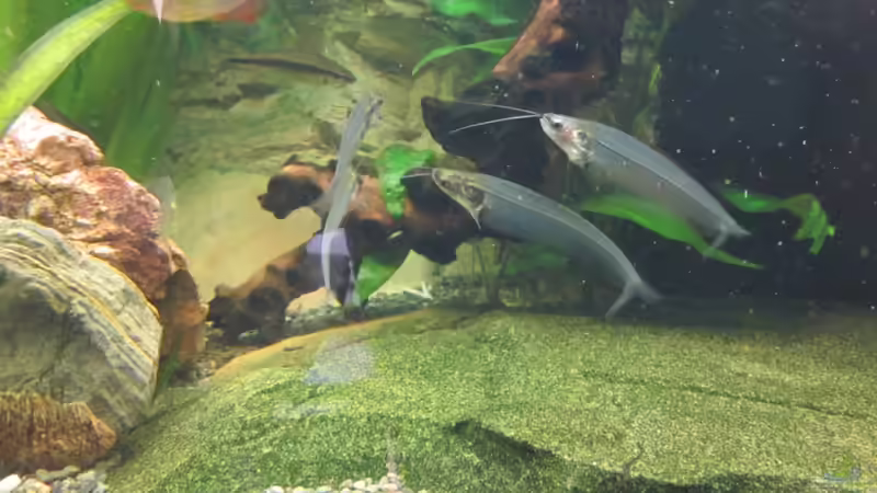 Besatz im Aquarium Juwel Vision 450 von Thomas Dörfel (9)