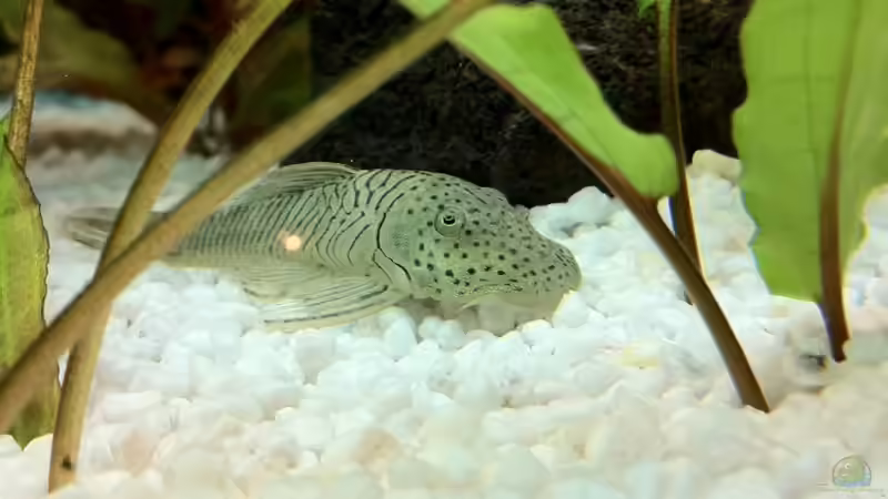 Besatz im Aquarium Juwel Vision von Sebastian Wytrych (4)