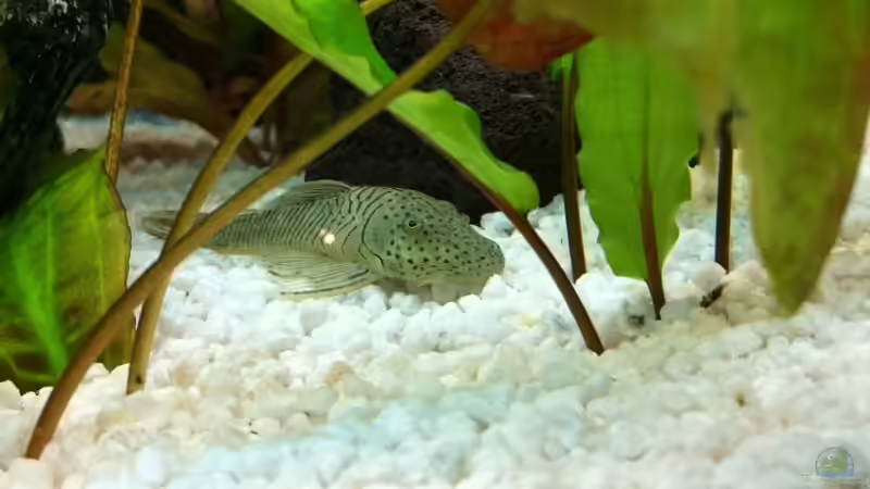 Besatz im Aquarium Juwel Vision von Sebastian Wytrych (6)