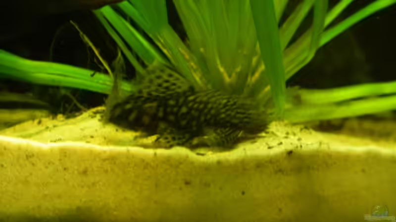 Besatz im Aquarium Juwel Vision260 von Bassley (17)